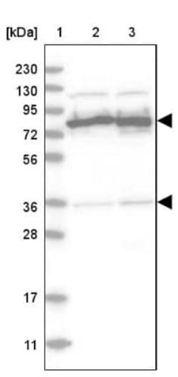ABCF2 Antibody, Novus Biologicals 0.1mL; Unlabeled:Antibodies, Polyclonal