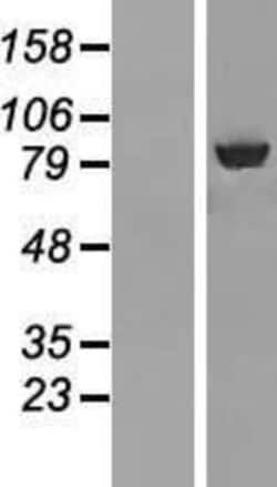 Novus Biologicals™ ABCF3 Overexpression Lysate