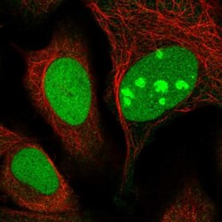 ABCG4 Antibody, Novus Biologicals:Antibodies:Primary Antibodies