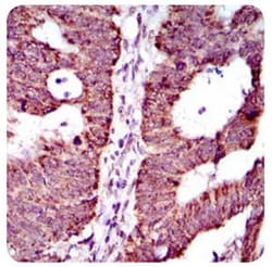 ABCG5 Antibody (1B5E10), Novus Biologicals 0.1mL; Unlabeled:Antibodies,