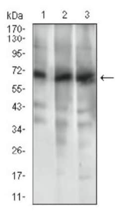 ABCG5 Antibody (1B5E10), Novus Biologicals 0.1mL; Unlabeled:Antibodies,