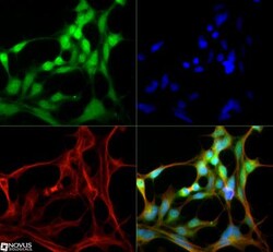 ABCG8 Antibody, Novus Biologicals:Antibodies:Primary Antibodies