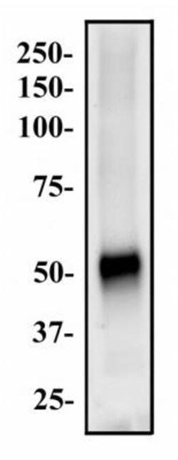 ABCG8 Antibody, Novus Biologicals:Antibodies:Primary Antibodies
