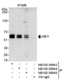 ABI1 Antibody, Novus Biologicals 0.1mg; Unlabeled:Antibodies, Polyclonal