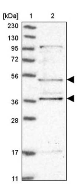 ABP1/AOC1 Antibody, Novus Biologicals:Antibodies:Primary Antibodies