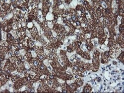ACAA2 Antibody (OTI1C10), Novus Biologicals 0.1mL; Unlabeled:Antibodies,