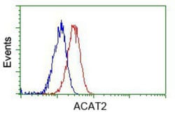 ACAT2 Antibody (OTI3E2), Novus Biologicals 0.1mL; Unlabeled:Antibodies,