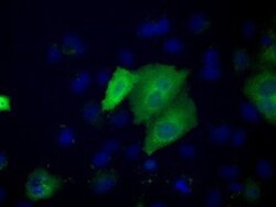 ACAT2 Antibody (OTI3E2), Novus Biologicals 0.1mL; Unlabeled:Antibodies,