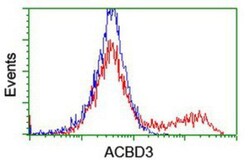 ACBD3 Antibody (OTI3A1), Novus Biologicals 0.1mL; Unlabeled:Antibodies,