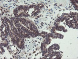 ACBD3 Antibody (OTI3A1), Novus Biologicals 0.1mL; Unlabeled:Antibodies,
