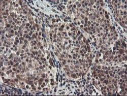 ACBD3 Antibody (OTI3A1), Novus Biologicals 0.1mL; Unlabeled:Antibodies,