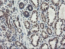 ACBD3 Antibody (OTI3A1), Novus Biologicals 0.1mL; Unlabeled:Antibodies,
