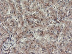 ACBD3 Antibody (OTI3A1), Novus Biologicals 0.1mL; Unlabeled:Antibodies,