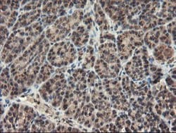 ACBD3 Antibody (OTI3A1), Novus Biologicals 0.1mL; Unlabeled:Antibodies,