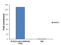 Acetyl-Lysine Antibody (1C6), Novus Biologicals 100 ug; Unconjugated:Antibodies,
