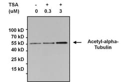 Acetyl-Lysine Antibody (1C6), Novus Biologicals 100 ug; Unconjugated:Antibodies,