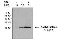 Acetyl-Lysine Antibody (1C6), Novus Biologicals 100 ug; Unconjugated:Antibodies,