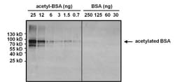Acetyl-Lysine Antibody (1C6), Novus Biologicals 100 ug; Unconjugated:Antibodies,