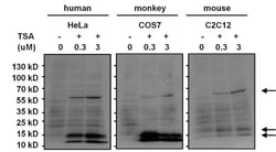 Acetyl-Lysine Antibody (1C6), Novus Biologicals 100 ug; Unconjugated:Antibodies,