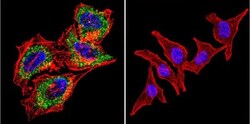 Acetylcholinesterase/ACHE Antibody (HR2) - BSA Free, Novus Biologicals