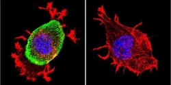 Acetylcholinesterase/ACHE Antibody (HR2) - BSA Free, Novus Biologicals