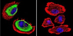 Acetylcholinesterase/ACHE Antibody (HR2) - BSA Free, Novus Biologicals