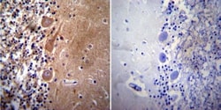 Acetylcholinesterase/ACHE Antibody (HR2) - BSA Free, Novus Biologicals