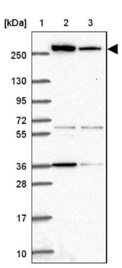 Acetyl-CoA Carboxylase alpha/ACACA Antibody, Novus Biologicals 0.1mL; Unlabeled:Antibodies,