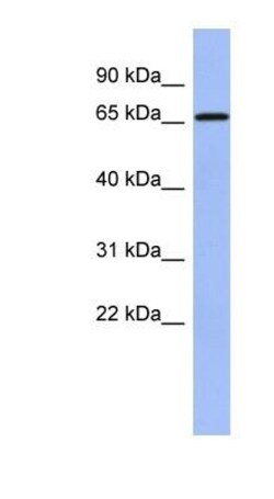 ACF Antibody, Novus Biologicals 100&mu;L; Unlabeled:Antibodies, Polyclonal