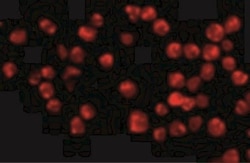 Acinus Antibody, Novus Biologicals 0.1mg; Unlabeled:Antibodies, Polyclonal