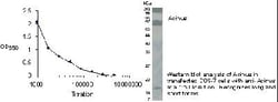 Acinus Antibody, Novus Biologicals 0.025 mg; Unconjugated:Antibodies, Polyclonal