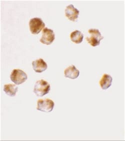 Acinus Antibody, Novus Biologicals 0.025 mg, Unconjugated:Antibodies, Polyclonal