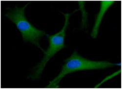 ACOT7 Antibody (1D5) - BSA Free, Novus Biologicals 0.1mL; Unlabeled:Antibodies,