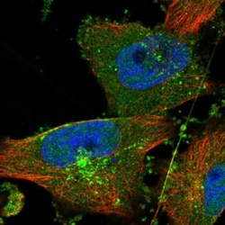 ACRC Antibody, Novus Biologicals:Antibodies:Primary Antibodies