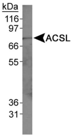 ACSL1 Antibody - BSA Free, Novus Biologicals 0.025mL; Unlabeled:Antibodies,