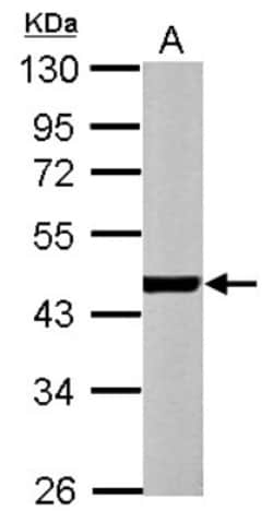 Actin Alpha 1 Cardiac Muscle Antibody, Novus Biologicals 0.1mL; Unlabeled:Antibodies,
