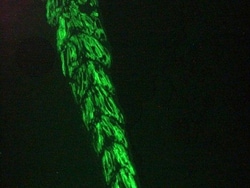 Actin Alpha 1 Cardiac Muscle Antibody (22D3) - BSA Free, Novus Biologicals