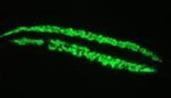 Actin Alpha 1 Cardiac Muscle Antibody (22D3) - BSA Free, Novus Biologicals