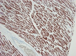 Actin Alpha 1 Cardiac Muscle Antibody (22D3) - BSA Free, Novus Biologicals