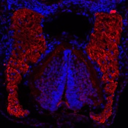 Actin Alpha 1 Cardiac Muscle Antibody (22D3) - BSA Free, Novus Biologicals