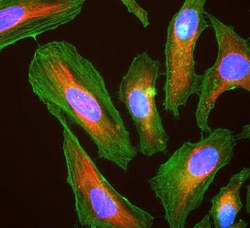 pan Actin Antibody (5J11), Novus Biologicals:Antibodies:Primary Antibodies