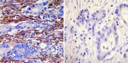 Actin Antibody (mAbGEa), Novus Biologicals™