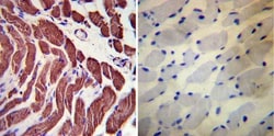 Actin Antibody (mAbGEa), Novus Biologicals 0.1mL; Unlabeled:Antibodies,