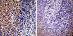 Actin Antibody (mAbGEa), Novus Biologicals 0.1mL; Unlabeled:Antibodies,