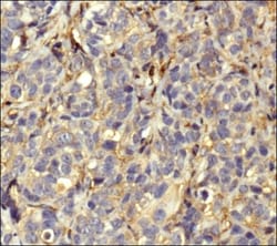 Actin Antibody (mAbGEa), Novus Biologicals 0.1mL; Unlabeled:Antibodies,