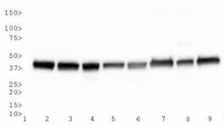 Actin Antibody (mAbGEa), Novus Biologicals 0.1mL; Unlabeled:Antibodies,