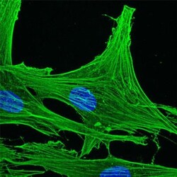 Actin Gamma 1 Antibody (2A3) - BSA Free, Novus Biologicals 0.1mg; Unlabeled:Antibodies,