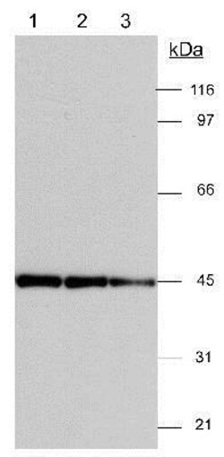 Actin Gamma 1 Antibody, Novus Biologicals 0.1mL; Unlabeled:Antibodies