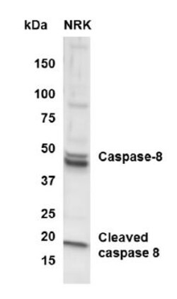 Caspase-8 Antibody, Novus Biologicals:Antibodies:Primary Antibodies