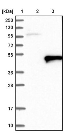 ACTL7B Antibody, Novus Biologicals:Antibodies:Primary Antibodies